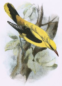 Oriole dourado